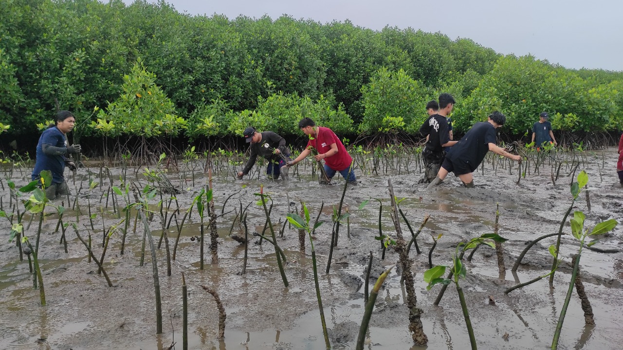 Peduli Lingkungan, Kreditplus Bersama YKL Indonesia Tanam 2000 Mangrove di Makassar