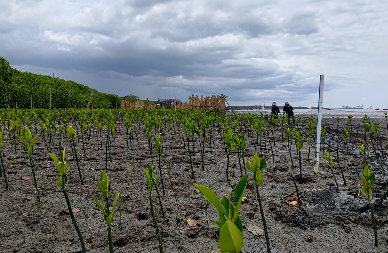YKL Indonesia kembangkan lokasi rehabilitasi mangrove di Makassar