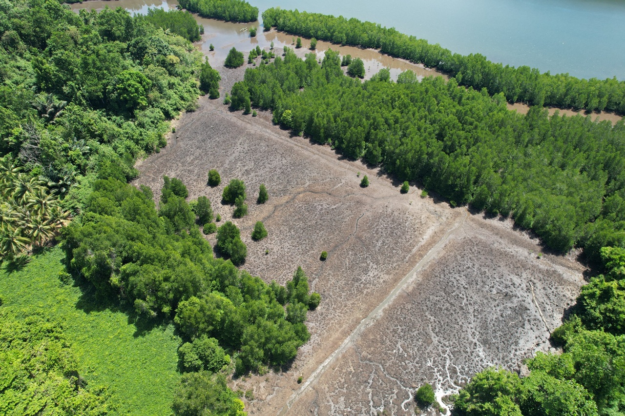 Masyarakat Donggala Gerakkan Rehabilitasi Mangrove Berbasis Ekologis