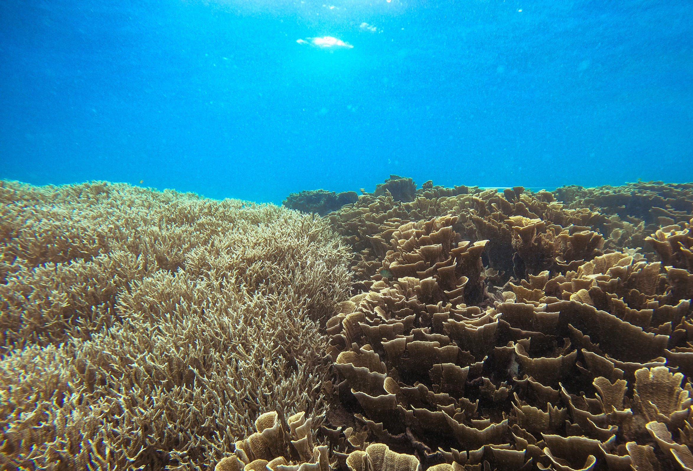 Refugia Iklim: Harapan bagi Terumbu Karang di Tengah El Niño 
