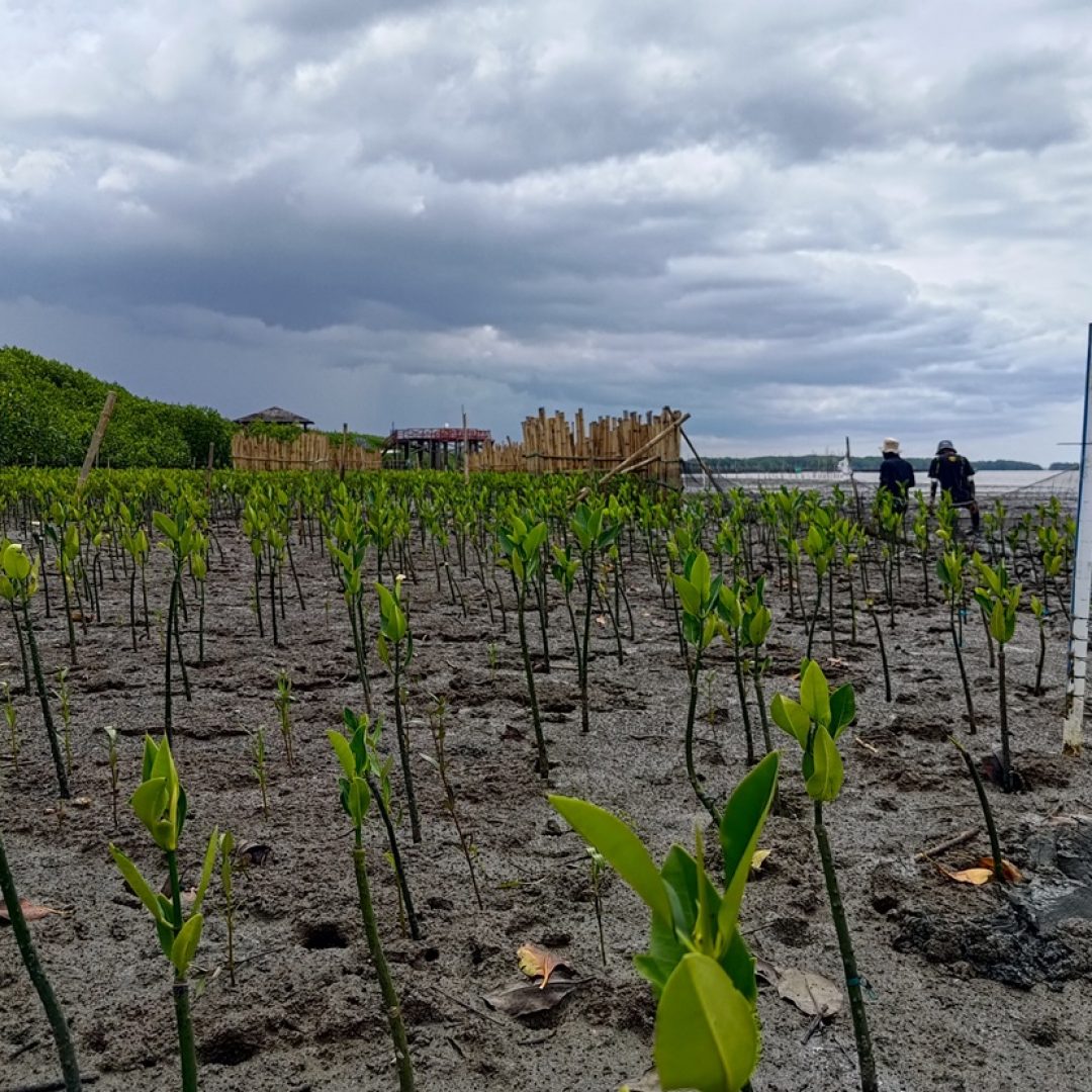 Proses monitoring dan perawatan hasil rehabilitasi mangrove bulan ke-6 setelah penanaman. Foto : YKL Indonesia